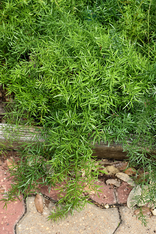Sprengeri Asparagus Fern - Buchanan's Native Plants